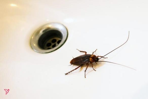 roach in bathroom