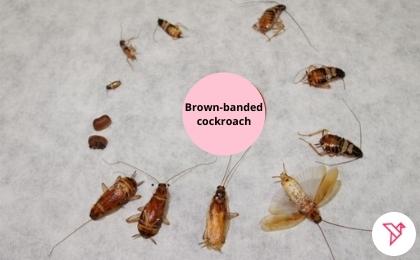 brown banded baby cockroach