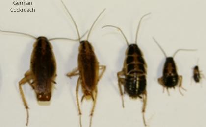 german cockroach baby