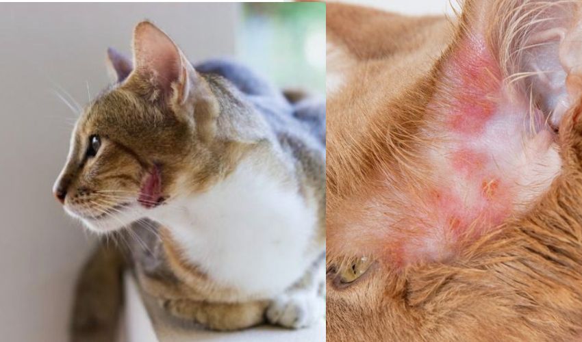 Why is My Cat Foaming at the Mouth According to a Vet! 👨‍⚕️