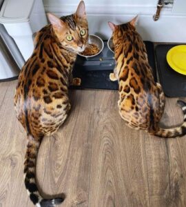 bengal-cat-hypoallergenic