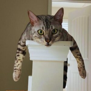 bengal-cats-hypoallergenic