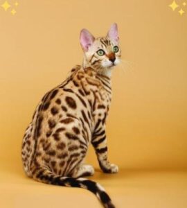 Bengal-Cat-Hypoallergenic