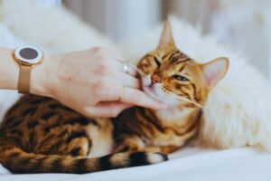 bengal-cat-hypoallergic-or-not