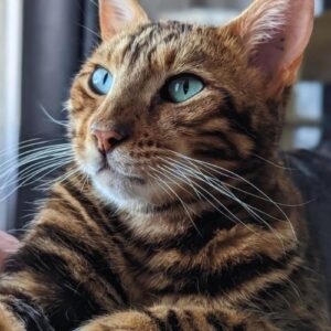 how-much-are-bengal-cats