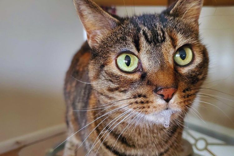 Why is My Cat Foaming at the Mouth According to a Vet! 👨‍⚕️