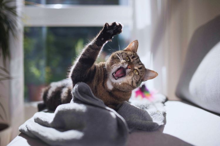 Why is My Cat Foaming at the Mouth According to a Vet! 👨‍⚕️