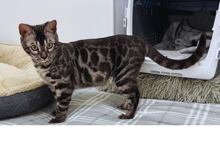 Charcoal Bengal cat best