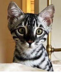 Charcoal Bengal cat